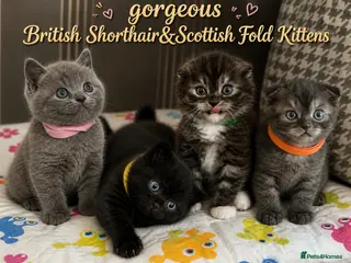 Mixed Breed cats GORGEOUS British Shorthair& ScottishFold Kittens - Advert 1
