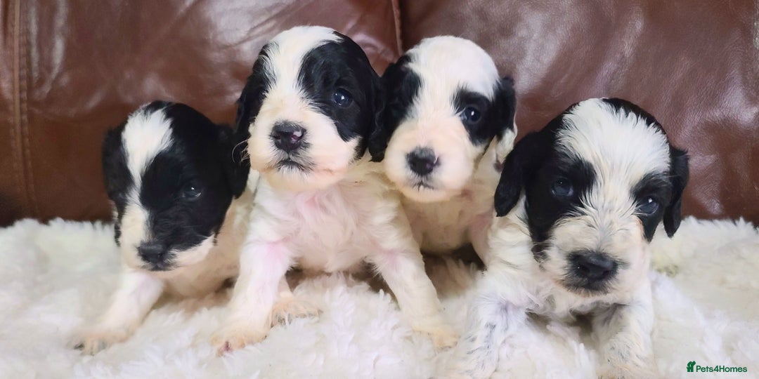 Cockapoo dogs for sale: F1 Cockapoos, Parti Roan. DNA HEALTH TESTED - Image 1