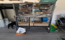 Rat rodents for sale: Looking for a new home free without setup - Image 2
