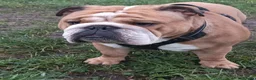 English Bulldog dogs for stud: Harry Fawn English Bulldog - Advert 3