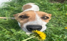 Mixed Breed dogs for sale: Pretty Pixie 😍 - Image 1