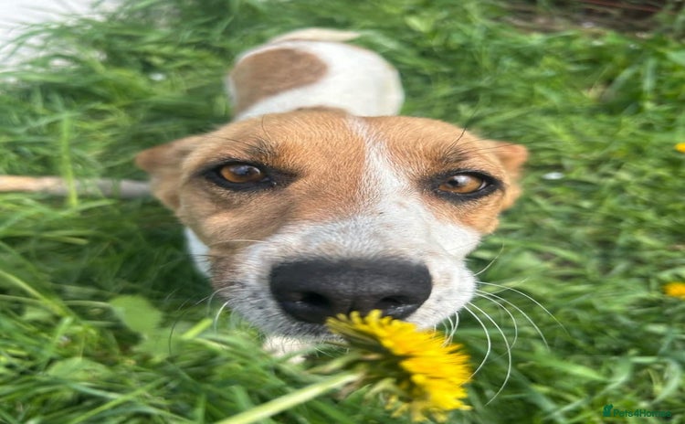 Mixed Breed dogs - Advert 3
