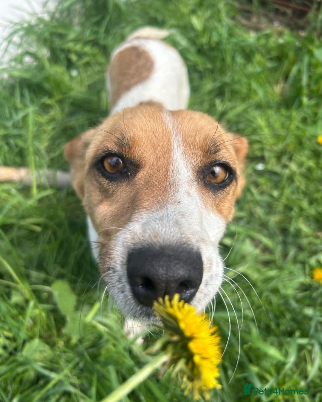 Mixed Breed dogs for sale: Pretty Pixie 😍 - Image 1