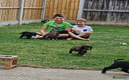 Sprocker dogs for sale: 2 black males !!! 😍 Beautifully marked sprocker! - Image 23