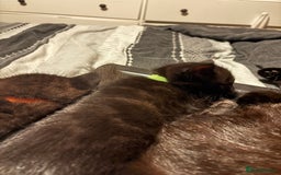 Bengal cats for sale: 3 female Bengal cross kittens  - Image 5