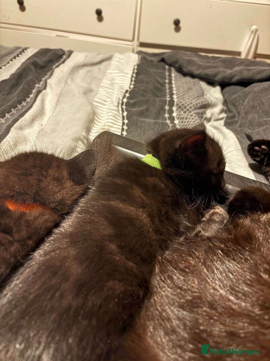 Bengal cats for sale: 3 female Bengal cross kittens  - Image 5