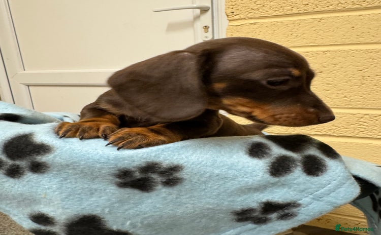 Miniature Dachshund dogs CHOCOLATE AND CREAM MINIATURE DACHSHUND PUPPIES  - Advert 4