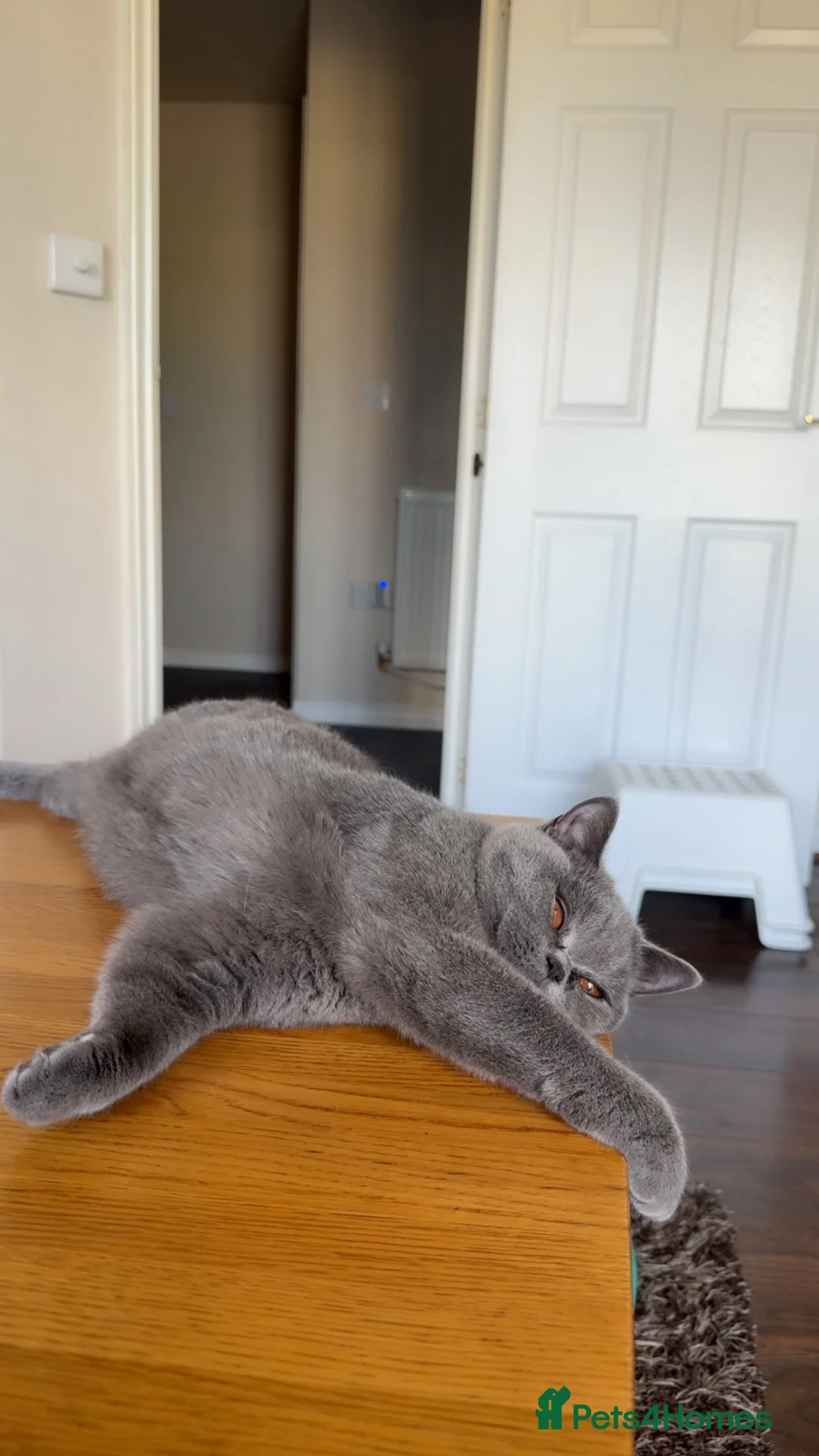 British Shorthair cats for sale: Grey British Shorthair Cat - Advert 2