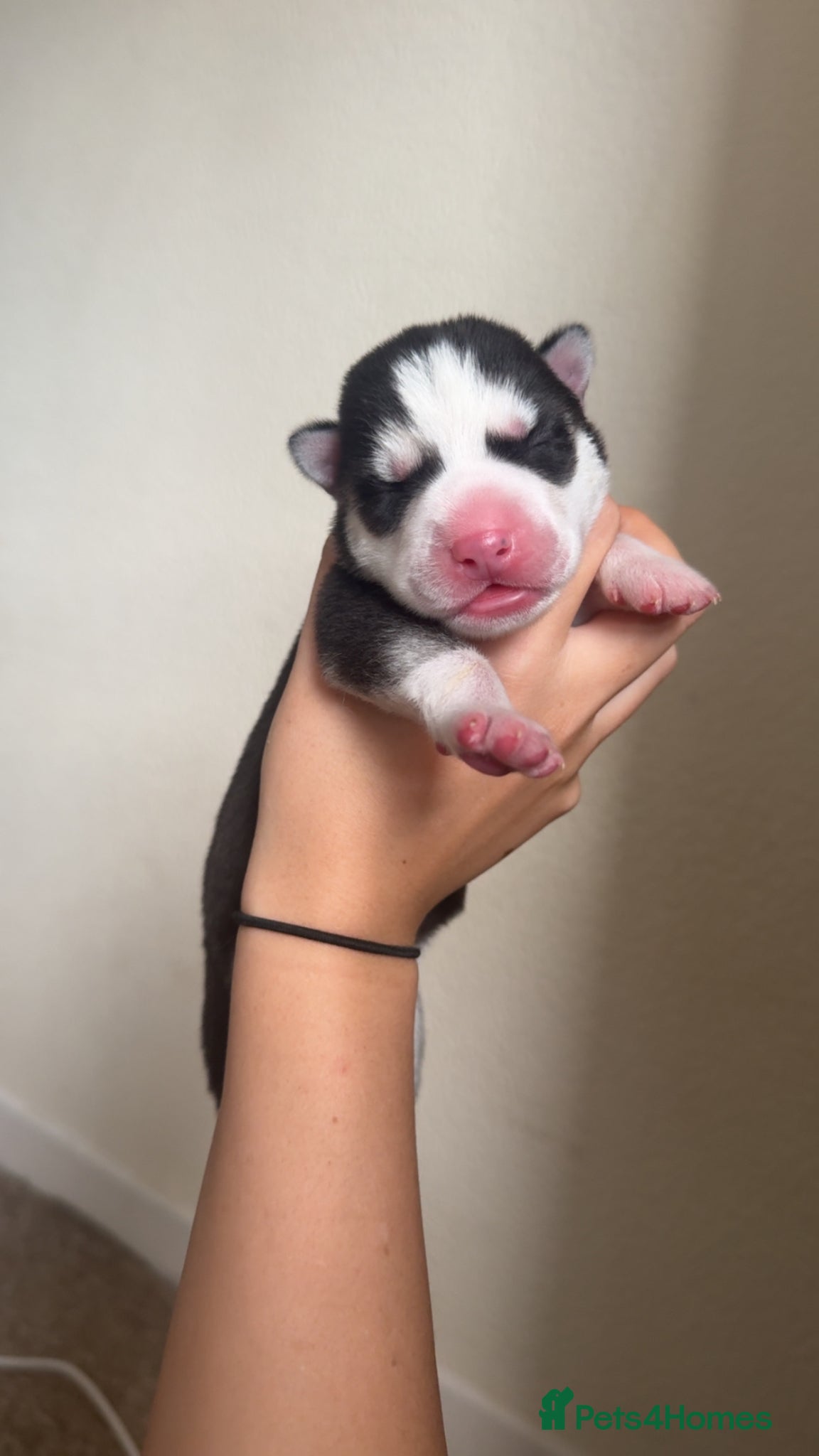 Siberian Husky dogs for sale: Husky puppies for sale  in Saltcoats - Advert 5