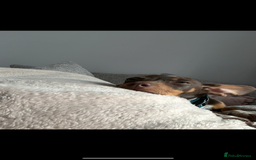Mixed Breed dogs for sale: Ozzie (aka Weenie) - Miniature Dachshund Cross  - Image 6