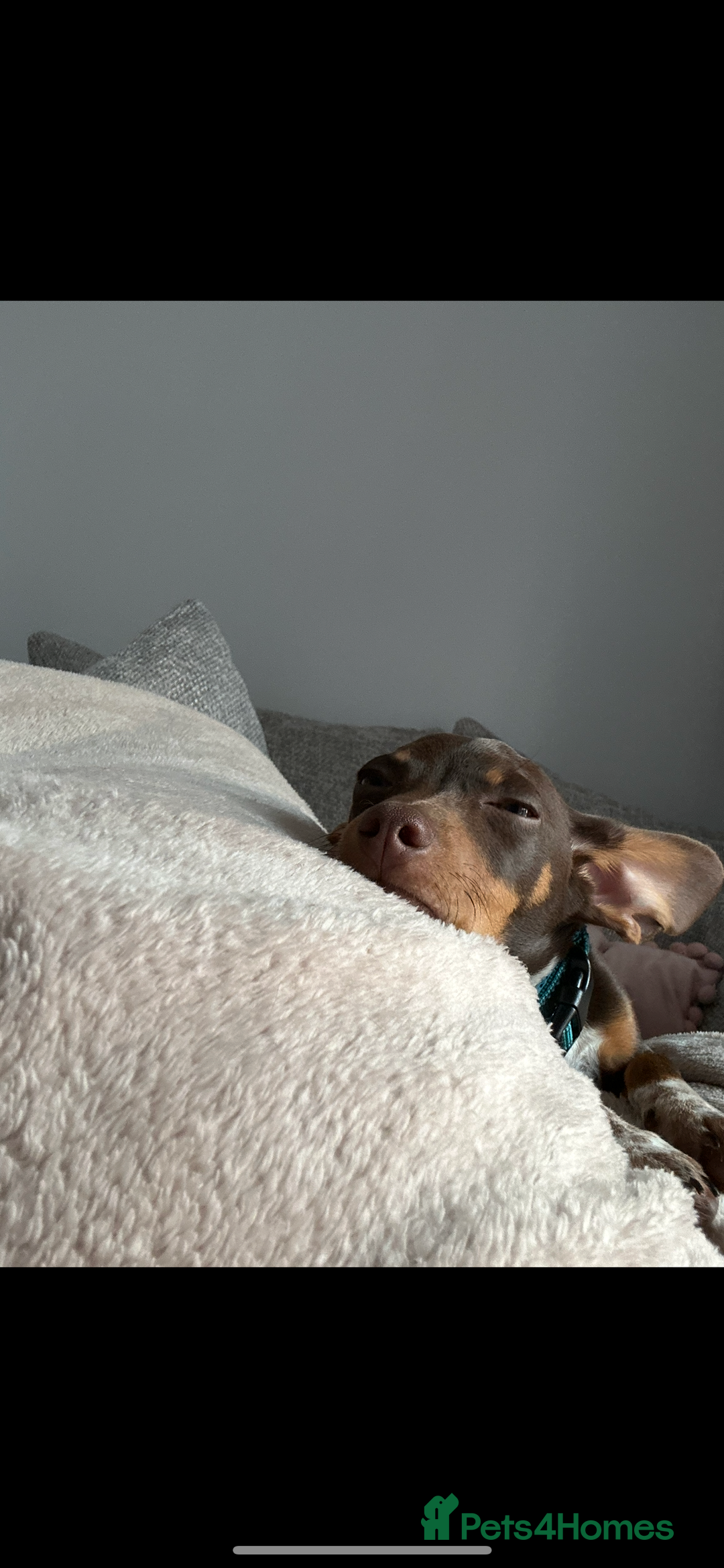 Mixed Breed dogs for sale: Ozzie (aka Weenie) - Miniature Dachshund Cross  - Image 6