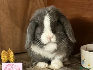 Mini Lop rabbits for sale - Advert 1