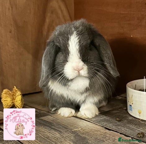 Mini Lop rabbits - Advert 2