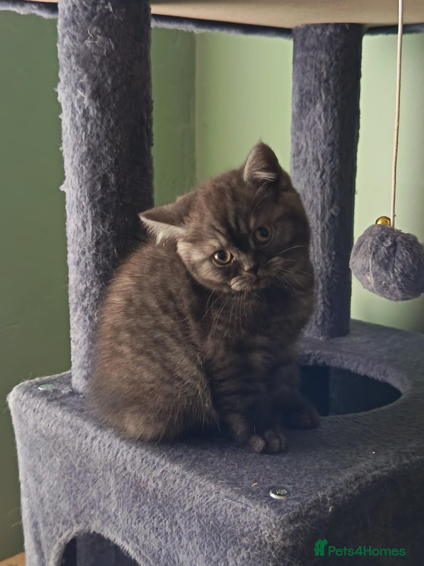 British Shorthair cats *Pedigree BSH Babies*Health Tested Parents* - Advert 16