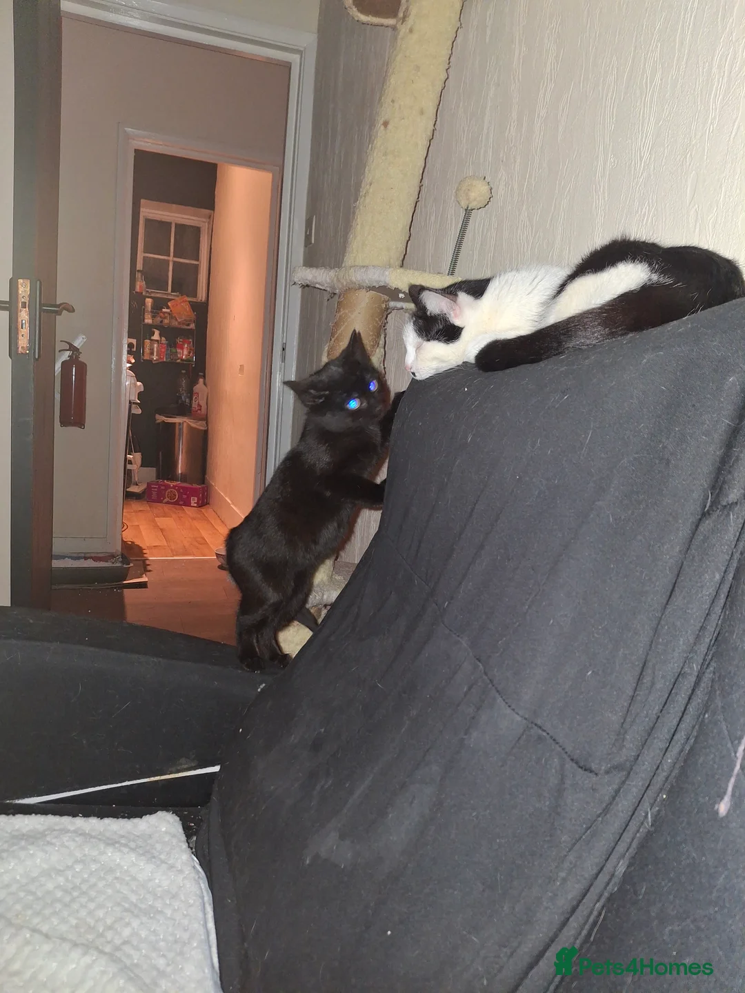 Mixed Breed cats for sale: Leila needs a loving home 🏡 - Advert 2