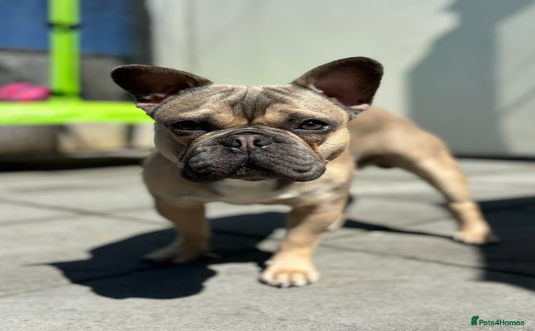 French Bulldog dogs - Advert 4