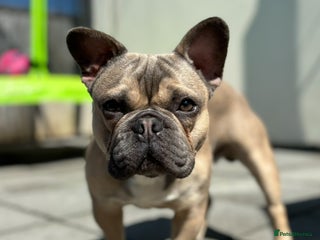 French Bulldog dogs - Advert 35