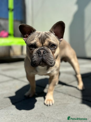 French Bulldog dogs - Advert 1