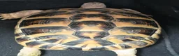 Hermann Tortoise reptiles for sale: Fully sized Hermann tortoise  - Advert 3