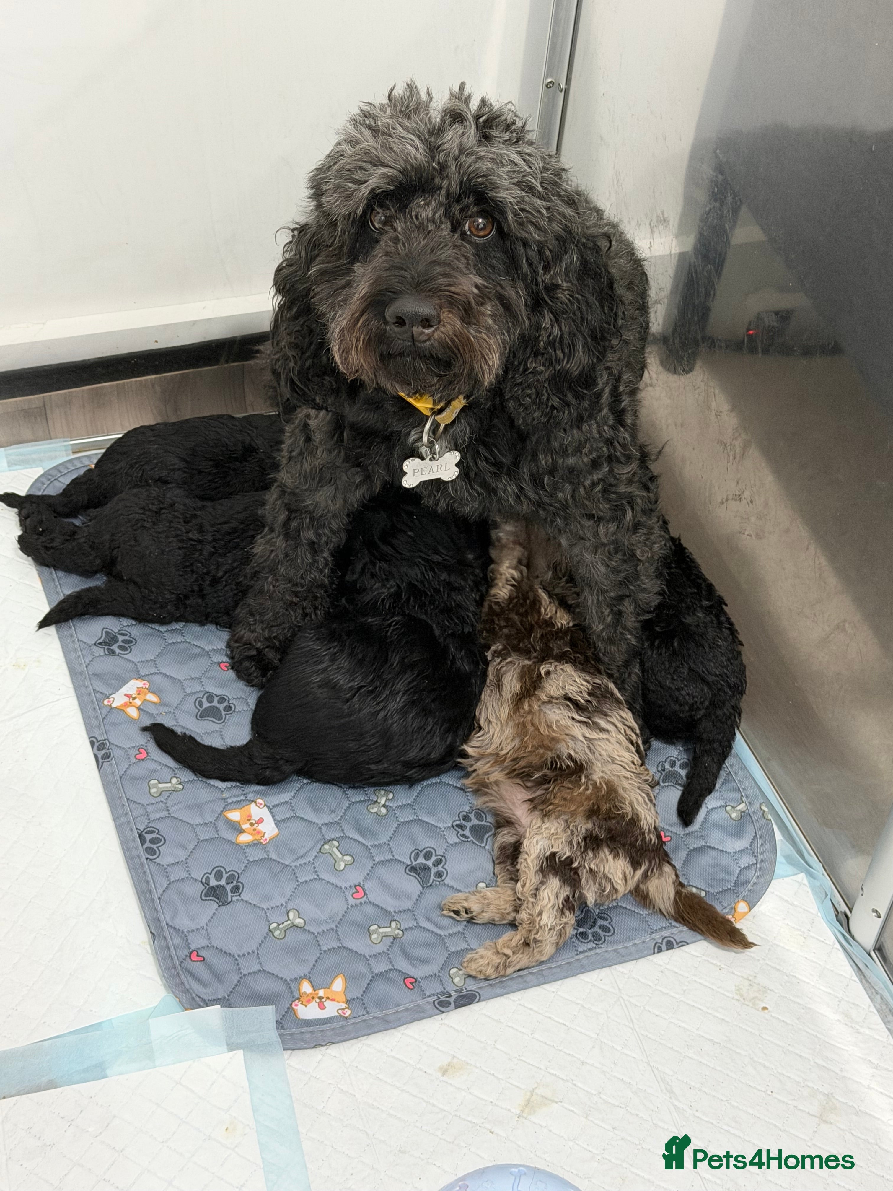 Cockapoo dogs 5 Cockapoo Puppies - Advert 1