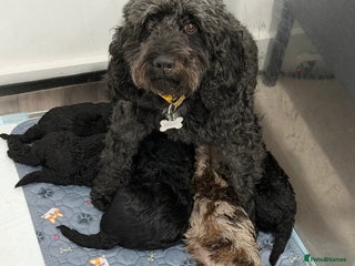 Cockapoo dogs 5 Cockapoo Puppies - Advert 12