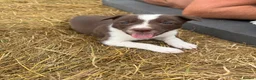 Border Collie dogs for sale: Beautiful Border Collie pups - Advert 3