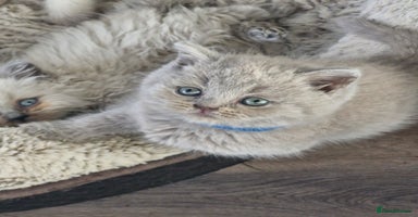 British Shorthair cats - Advert 4