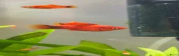 Platies fish for sale: Platy Adolescents  - Advert 2