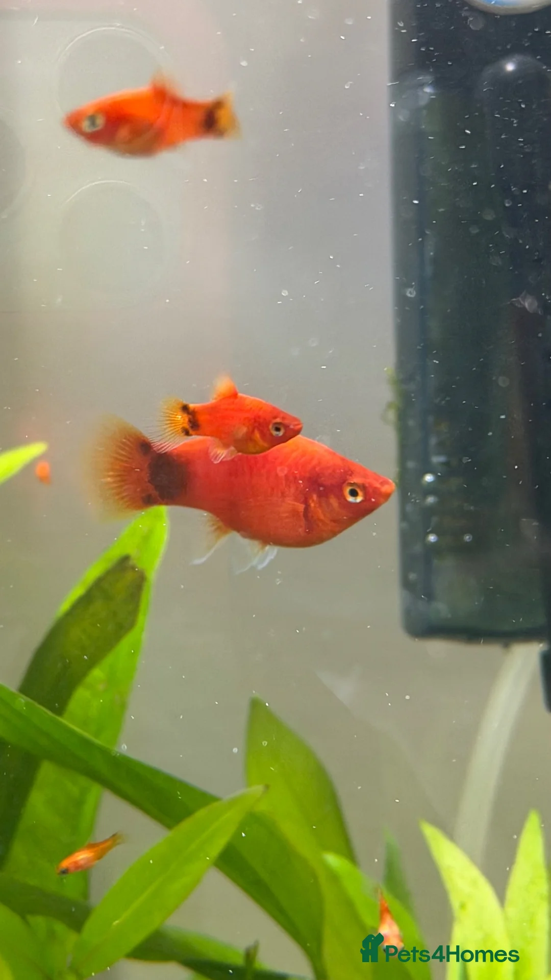 Platies fish for sale: Platy Adolescents  - Advert 2