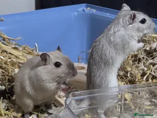 Gerbil rodents Two boy gerbil - Advert 8