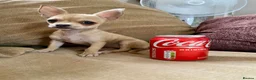 Chihuahua dogs for sale: Ready NOW for viewing/collection.  - Advert 2