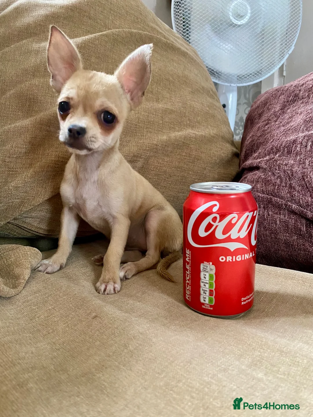 Chihuahua dogs for sale: Ready NOW for viewing/collection.  - Advert 2