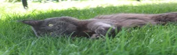 Maine Coon cats for stud: GCCF Maine coon for stud  in Ipswich - Advert 6