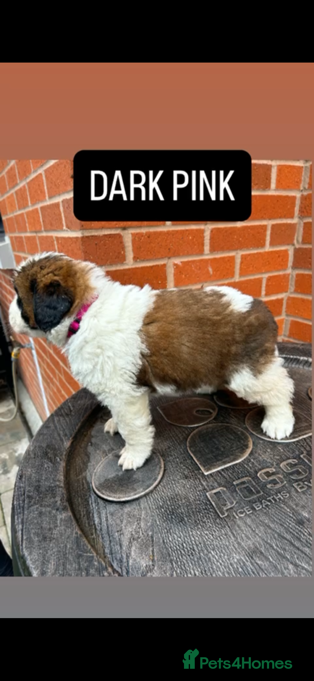 Saint Bernard dogs for sale: Stunning kc Saint Bernard puppies  - Image 12