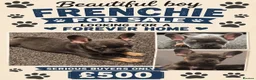 French Bulldog dogs for sale: French bulldog puppy - Advert 3