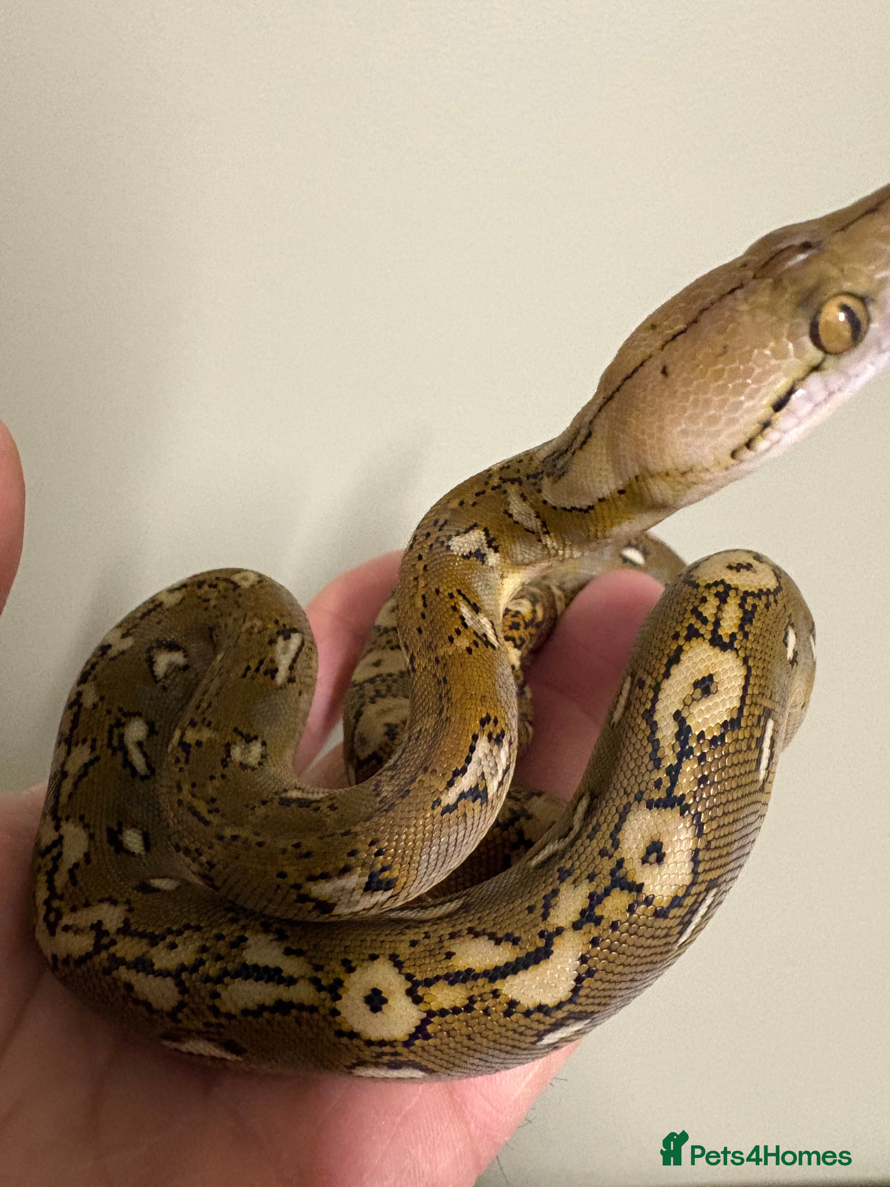 Snake reptiles male sd retic  - Advert 1