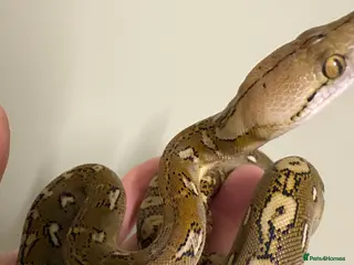 Snake reptiles male sd retic - Advert 1