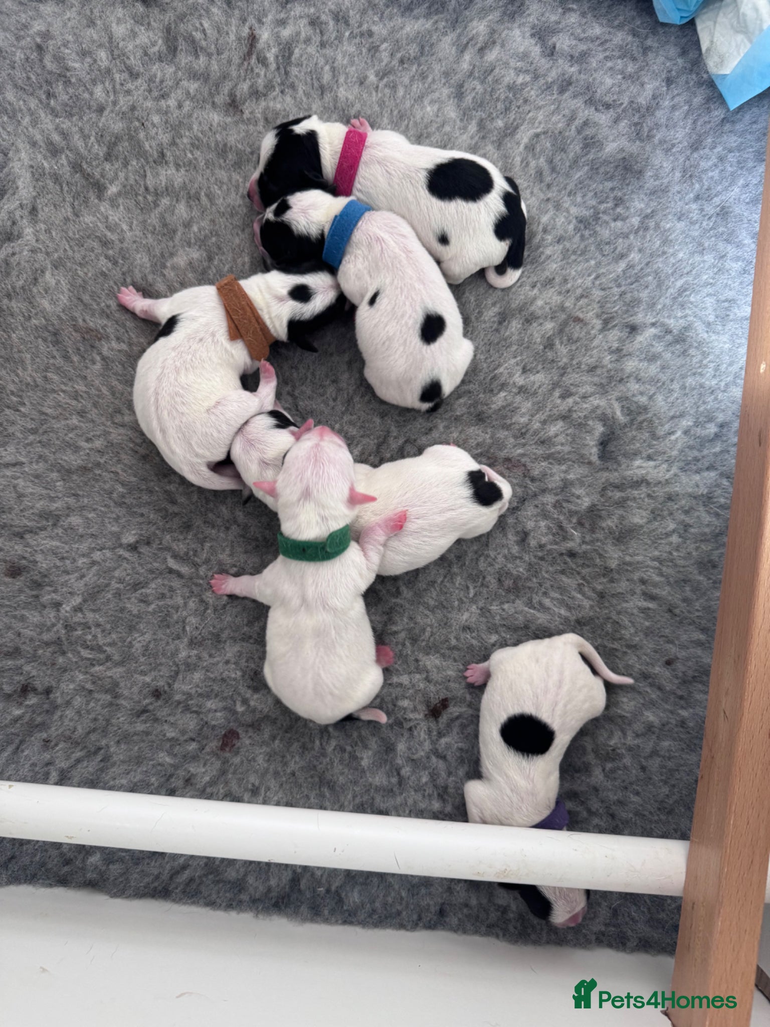 Jack Russell dogs Jack Russell  - Advert 14