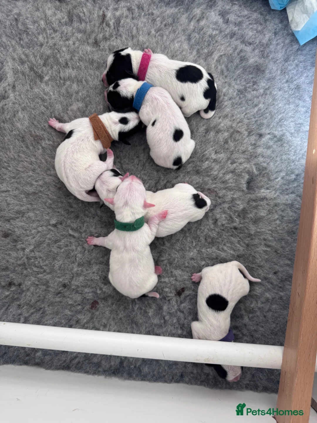 Jack Russell dogs for sale: Jack Russell  - Advert 1