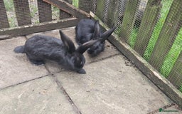 Continental Giant rabbits for sale: Pure giant continental rabbits  - Image 3