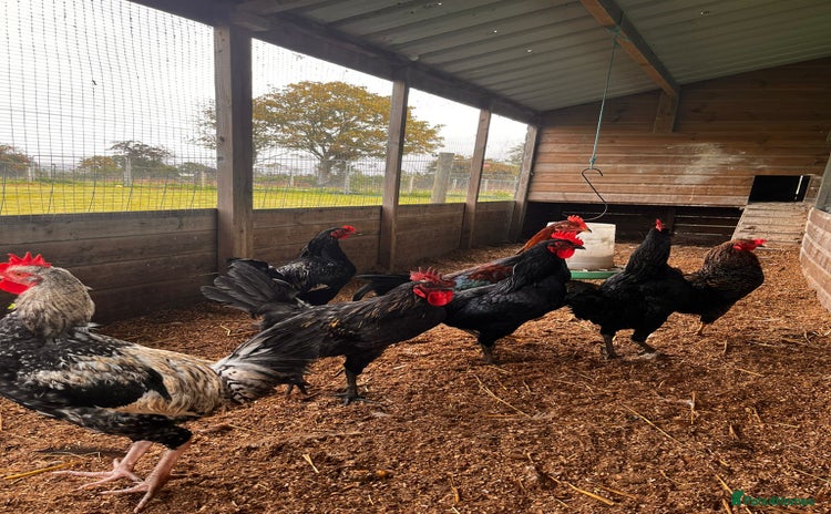 Chickens poultry - Advert 10