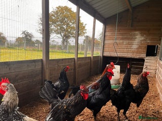 Chickens poultry - Advert 35