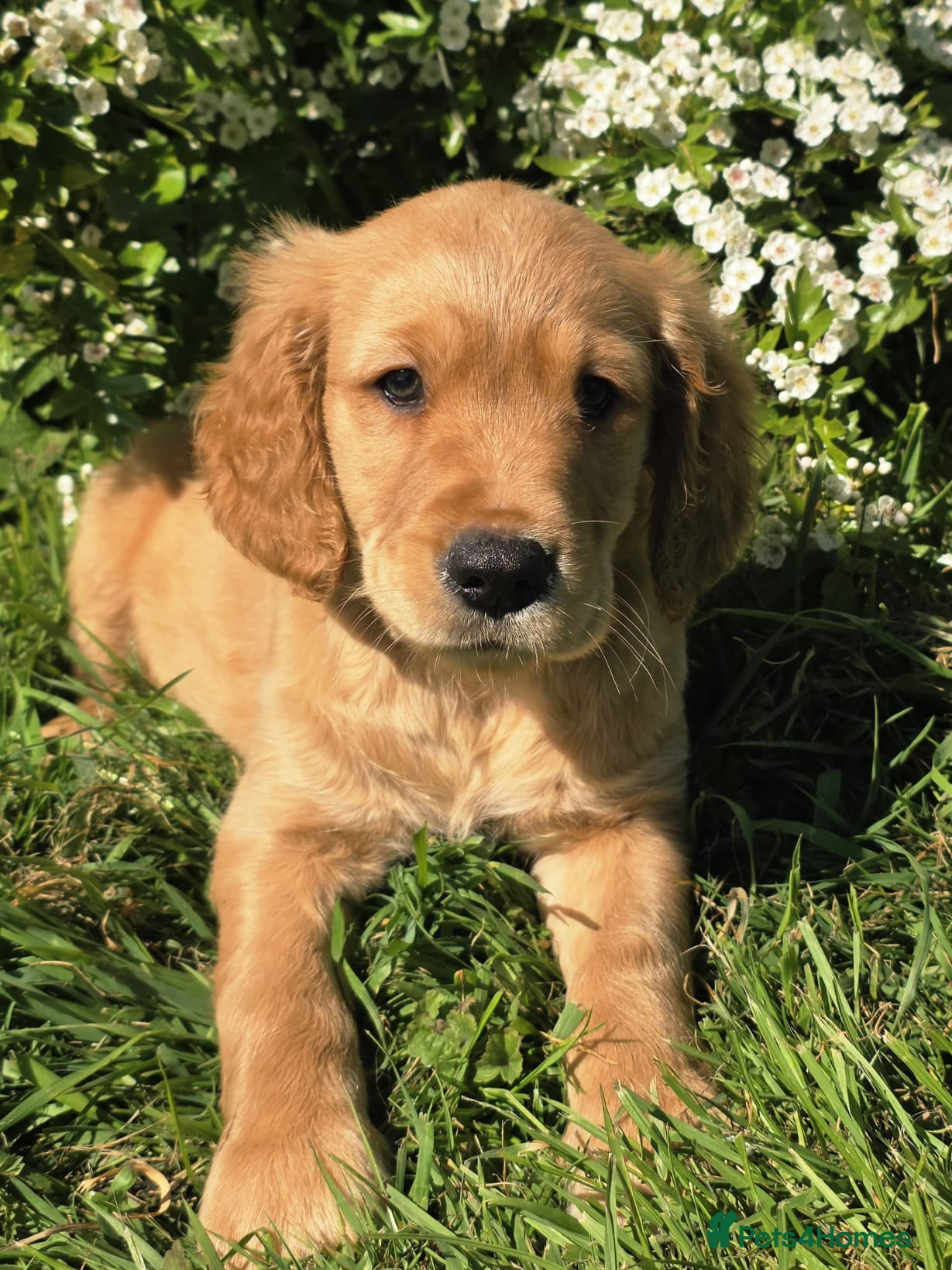 Golden Retriever dogs *Beautiful KC, DNA clear Golden retriever pups* - Advert 1