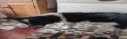 Border Collie dogs for sale: Puppy in Spalding - Advert 2