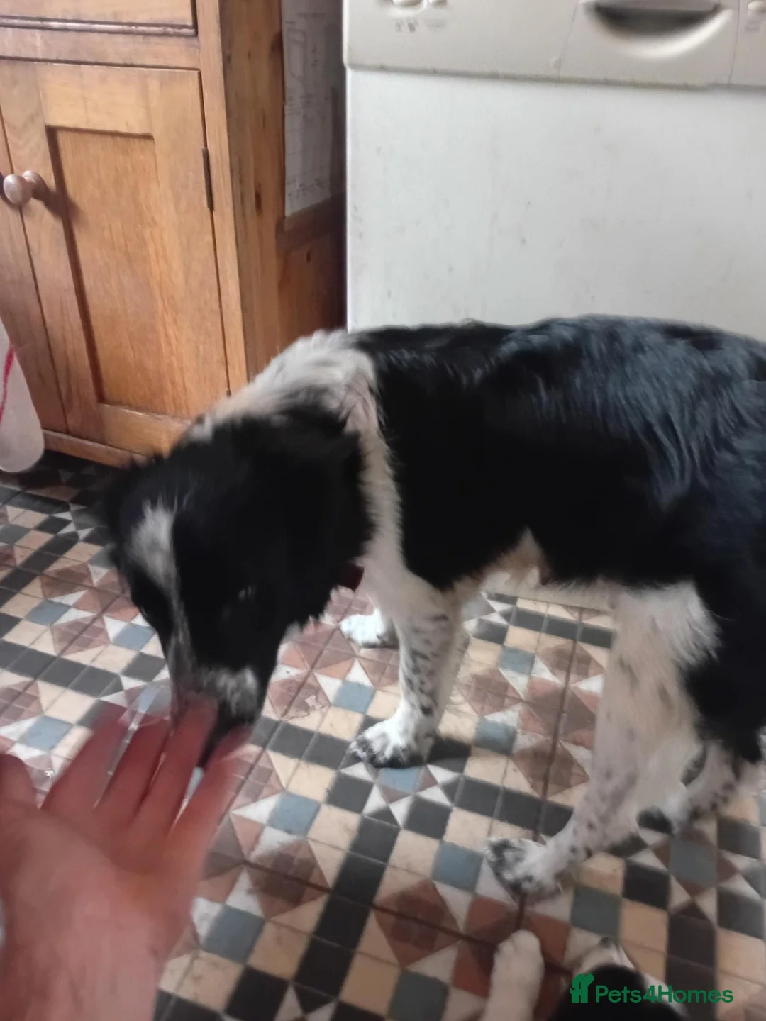 Border Collie dogs for sale: Puppy in Spalding - Advert 2