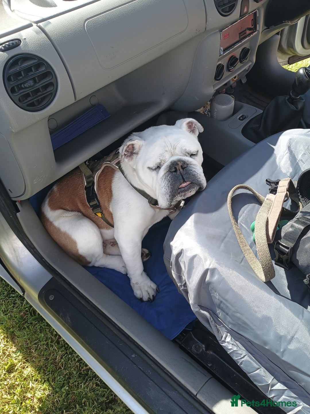 English Bulldog dogs for sale: English Bulldog Looking For New Home  - Advert 4