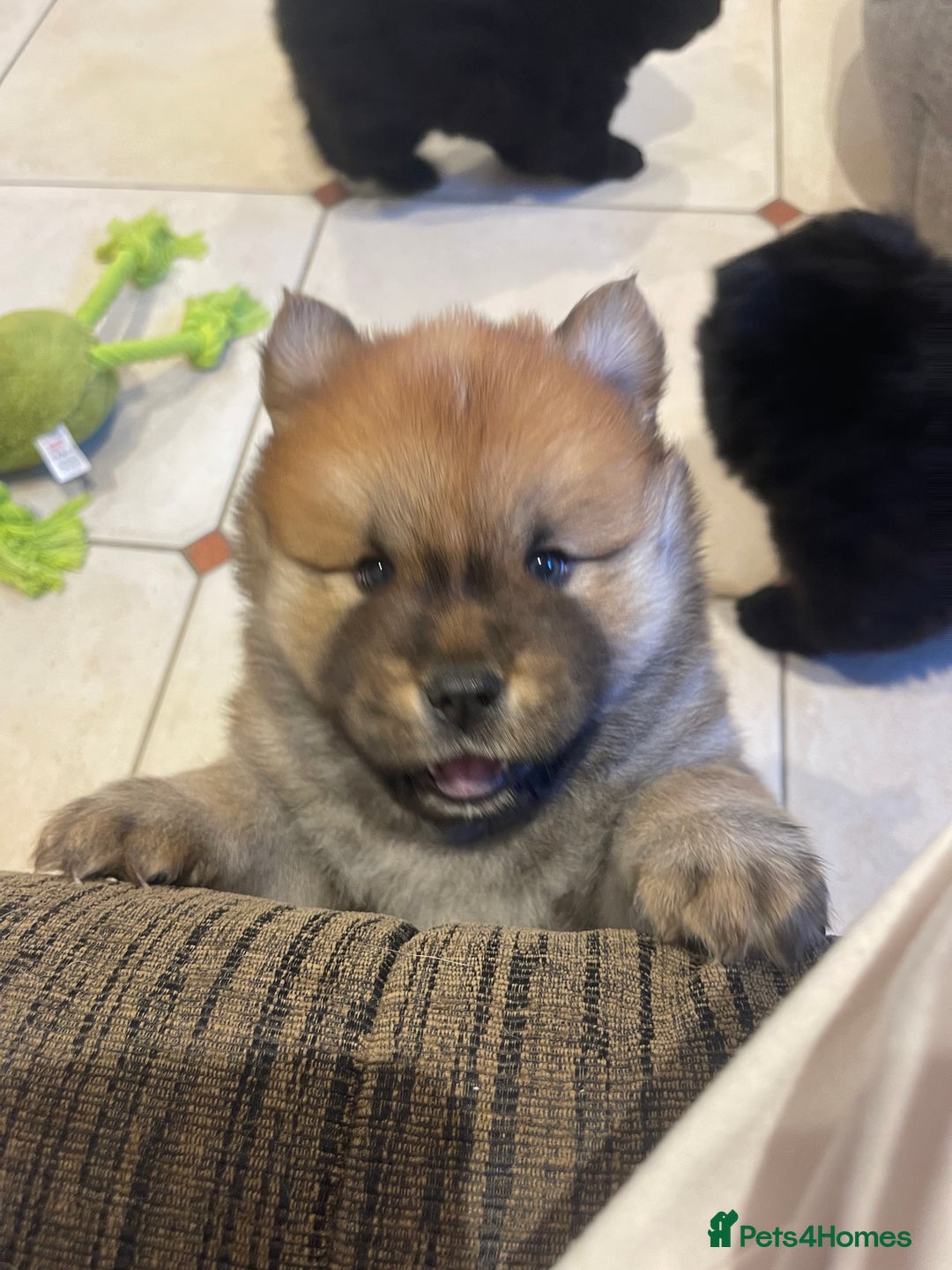 Mixed Breed dogs for sale: chowski / chow chow x Siberian husky - Advert 25