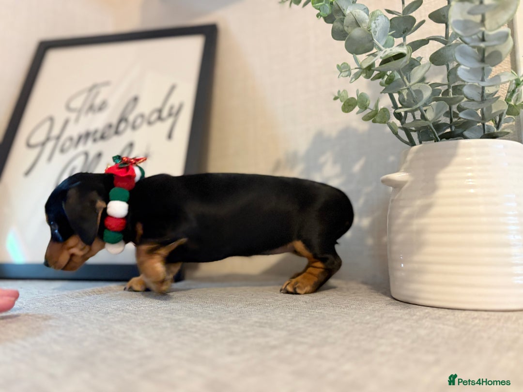 Miniature Dachshund dogs for sale: Miniature Dachshunds dapple. KC reg 4th Jan - Advert 27