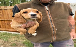 Cocker Spaniel dogs for sale: Fantastic KC REG cocker spaniel pups  - Image 3
