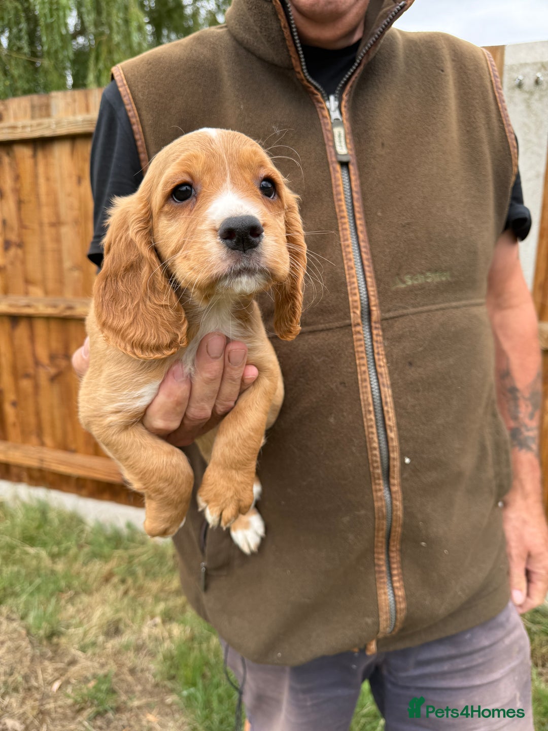 Cocker Spaniel dogs for sale: Fantastic KC REG cocker spaniel pups  - Image 3